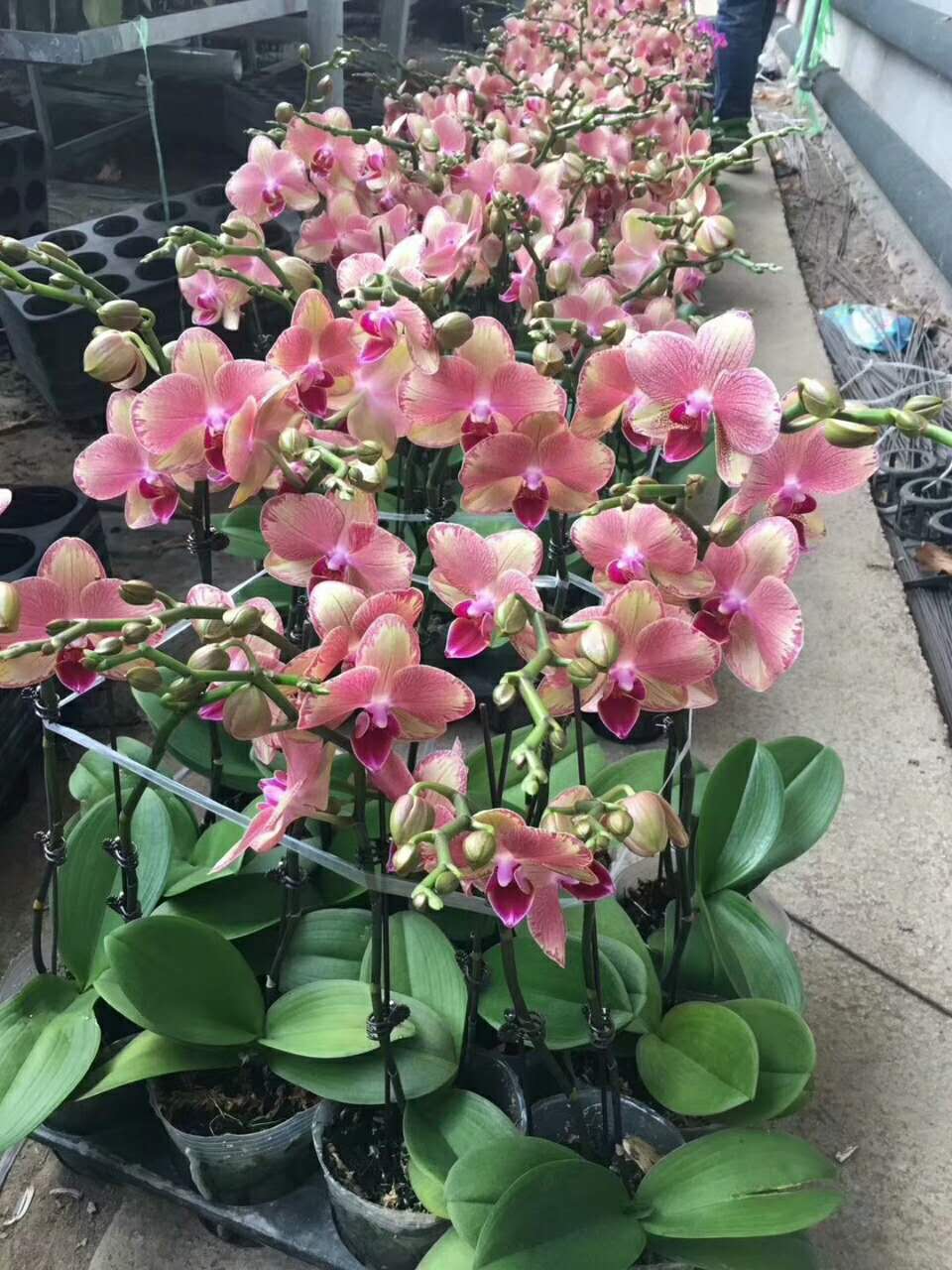 xc体育|厦门公布160家餐饮单位分级(图2) xc sports