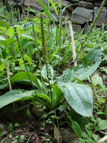 ‘xc体育’念珠菌阴道炎让丈夫背黑锅(图1) xc sports