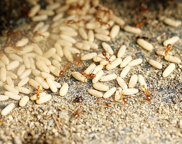 马竞1-0战胜阿森纳-xc体育(图4) xc sports