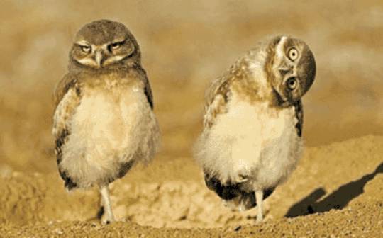 【糖葫芦】听说新人都特别红?:xc sports(图2) xc体育