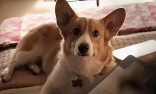 “xc sports”辛法司宅观妓(图1) xc体育