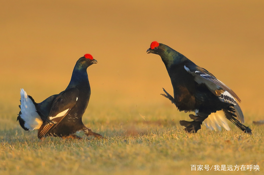 犬鸢_xc sports(图2) xc sports