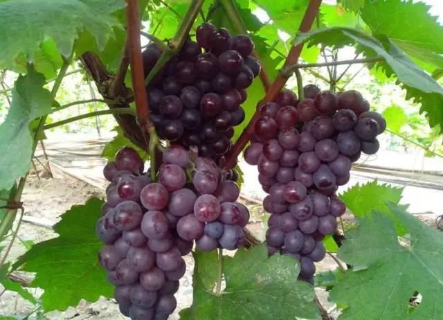 围绕“钱”,下半场的美团点评给商家带来哪些提升?|xc sports(图4) xc sports