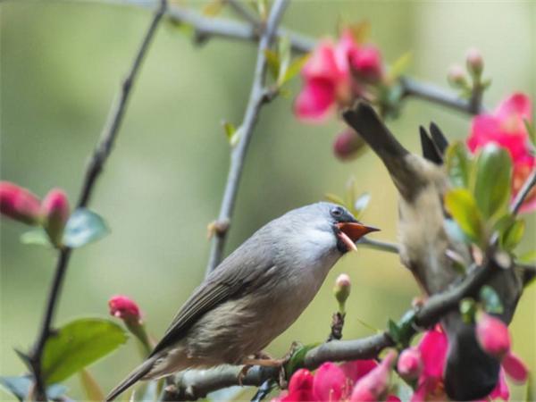 xc体育:郊庙歌辞。武后大享拜洛乐章。禋和(图1) xc sports