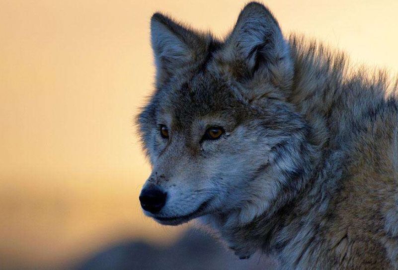 xc sports|一朵奶牛告诉您,怎样经营一家成功的饮品店(图1) xc sports